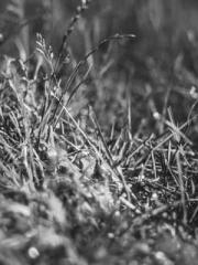 lt;Honor calls for N